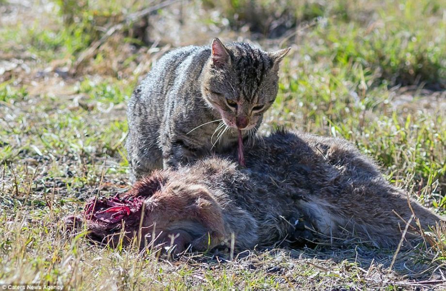 不要小瞧猫的危害 澳洲野猫杀死袋鼠