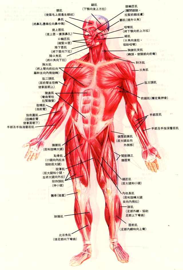 人体各个肌肉部位名称,不要觉得健身教练说的很专业,你看会这张图也能