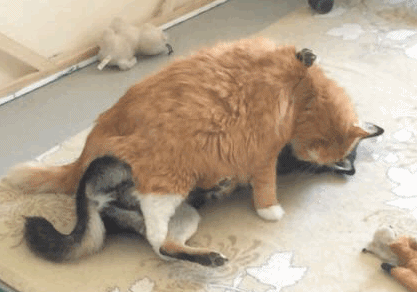 猫的武功也有高下之分-宽带山kds-宽带山社区-城市