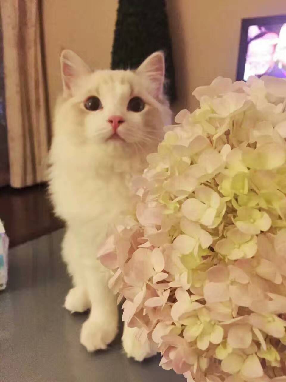 90,95分xs是什么样子的,求斗图