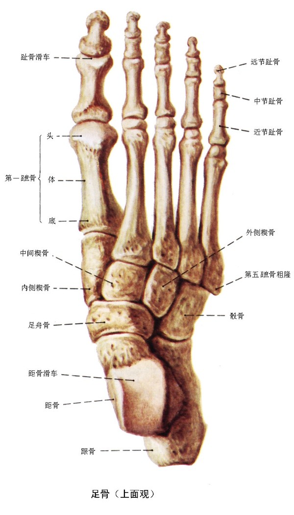 突然发现我的无名脚趾只有一节关节