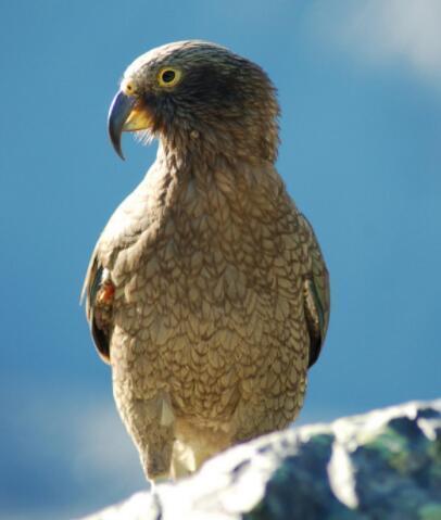 今天,我就带大家" 看个鸟" 一起来认识几种萌到爆炸的 新西兰胖鸟吧!