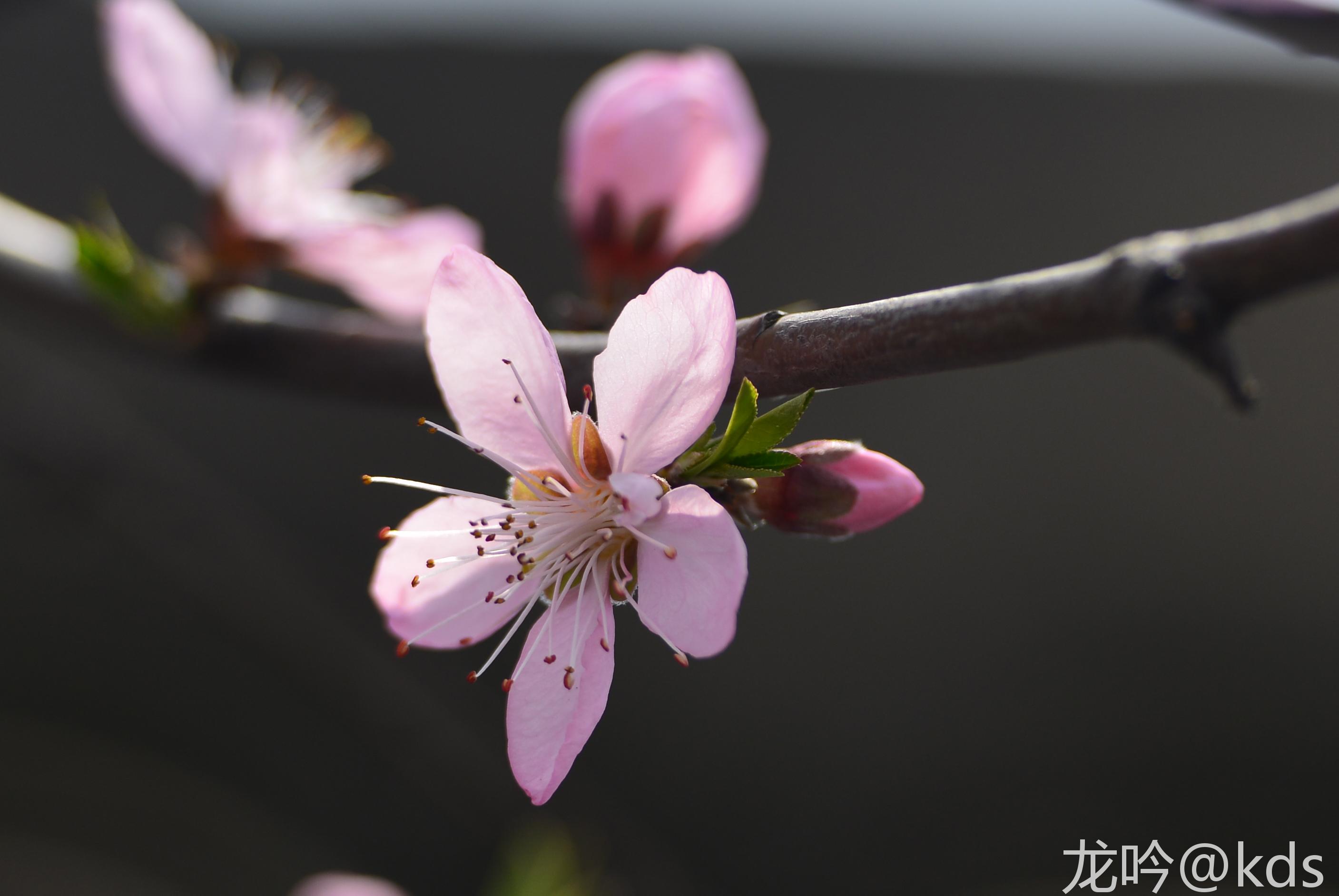 感觉桃花比樱花漂亮啊