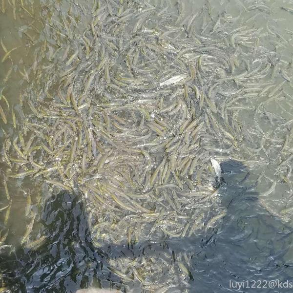 今天在一条小河浜看到很多窜条鱼,密集恐惧症勿入.