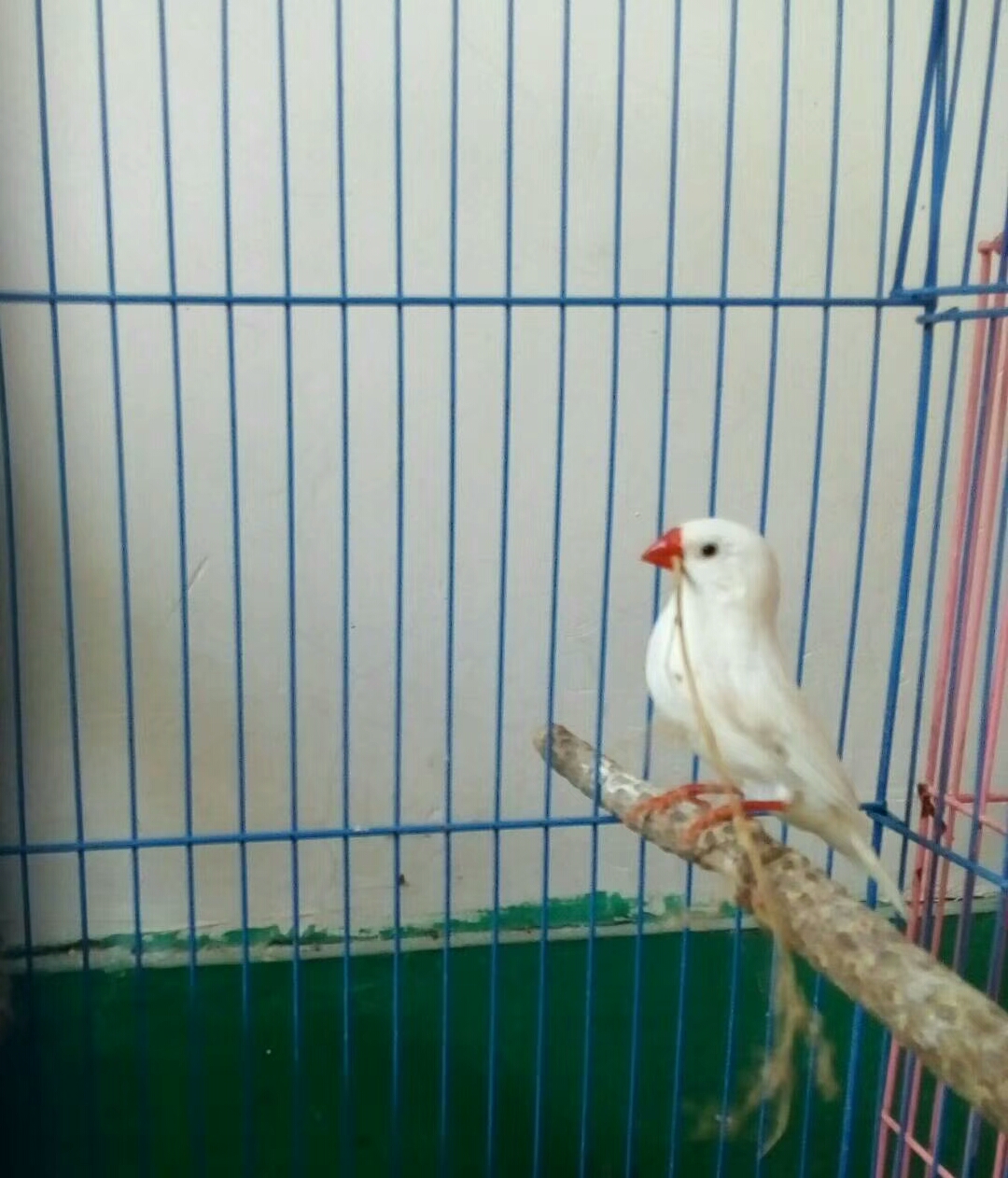 一窝文鸟下了蛋.
