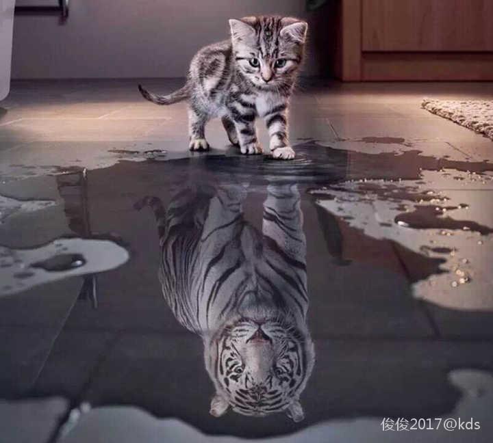猫or虎 