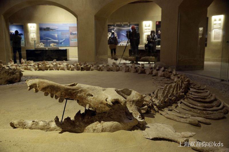 真实的沧龙骨骼化石,别被电影骗了!