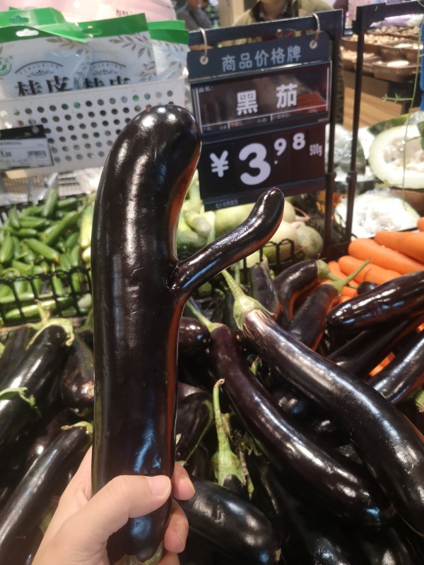转基因的茄子?