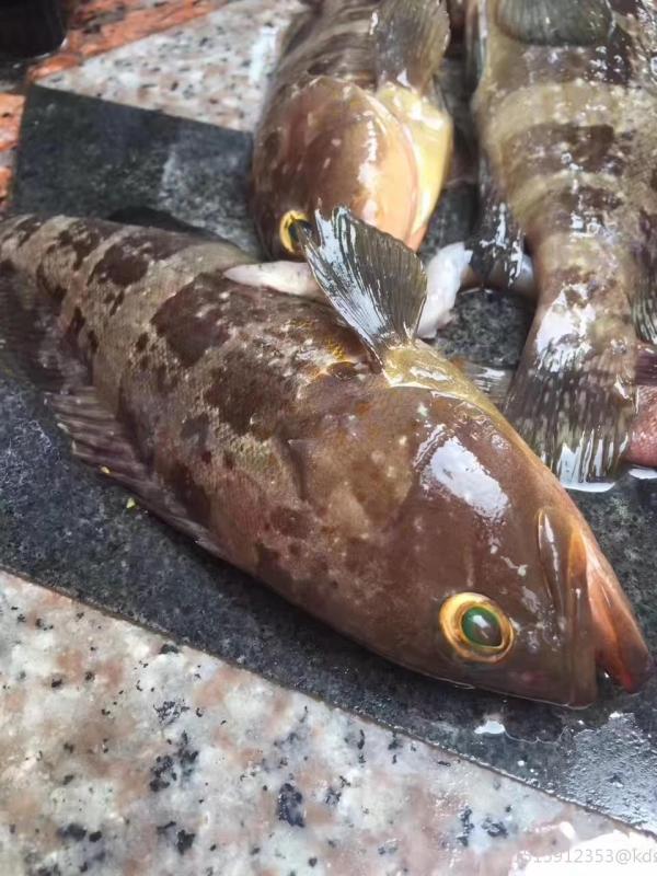 野生石斑鱼 一只半斤起