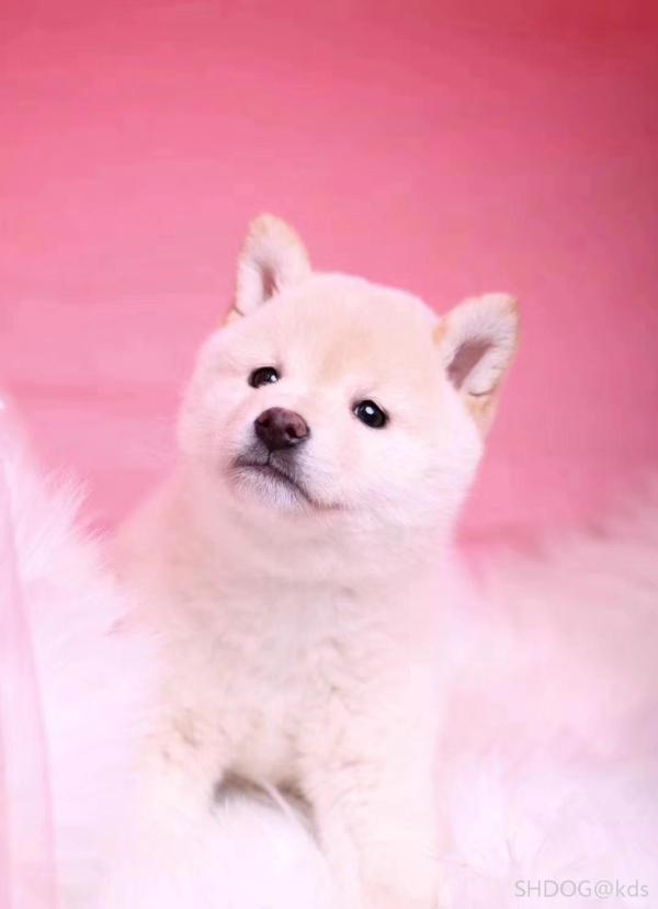 柴犬