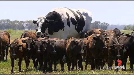 世界上最高最大的牛194cm
