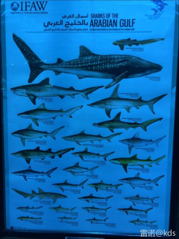 阿拉伯湾的鲨鱼种类