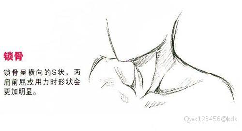 要点 锁骨:锁骨呈横向的s状,两肩前屈或用力时形状会更加明显.