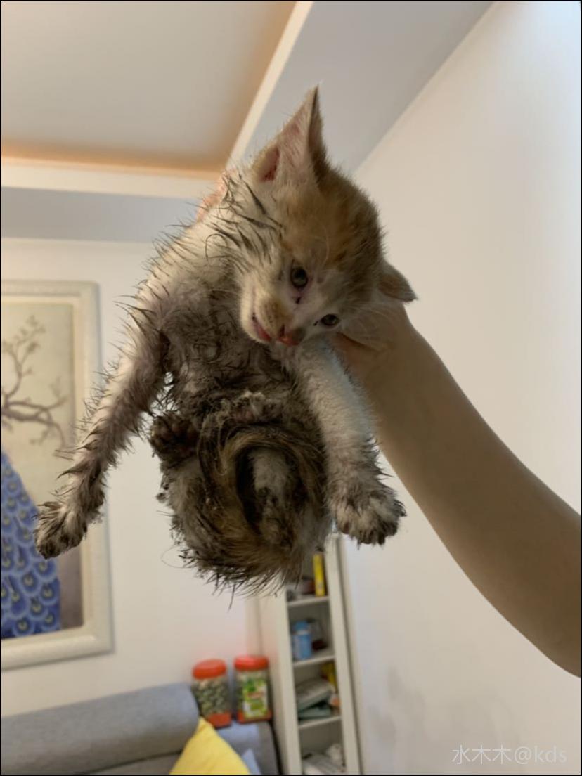 捡了只小奶猫
