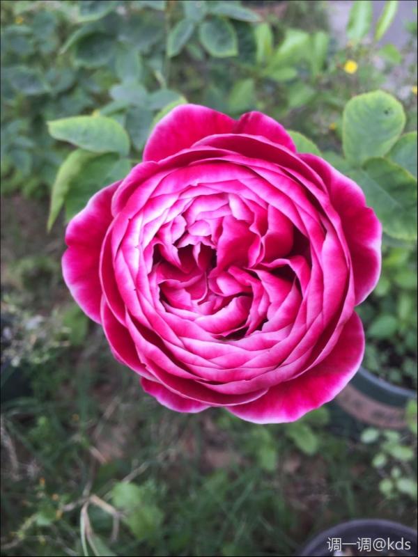 月季品种:日本玛丽玫瑰