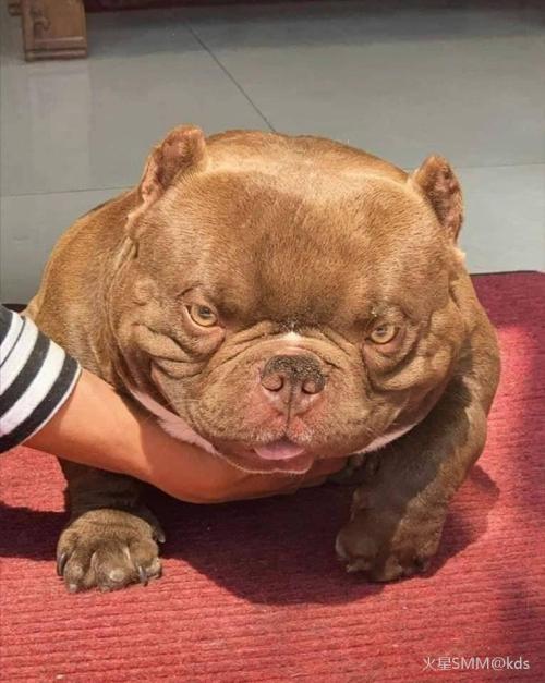 哈哈,灭霸犬_kds宽带山