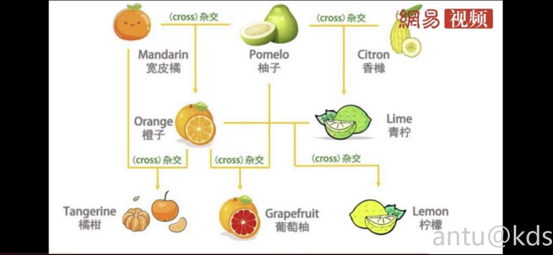 原来橙子是橘子和柚子杂交而成的