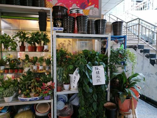 隆昌路杨浦花鸟市场,嗲,接地气