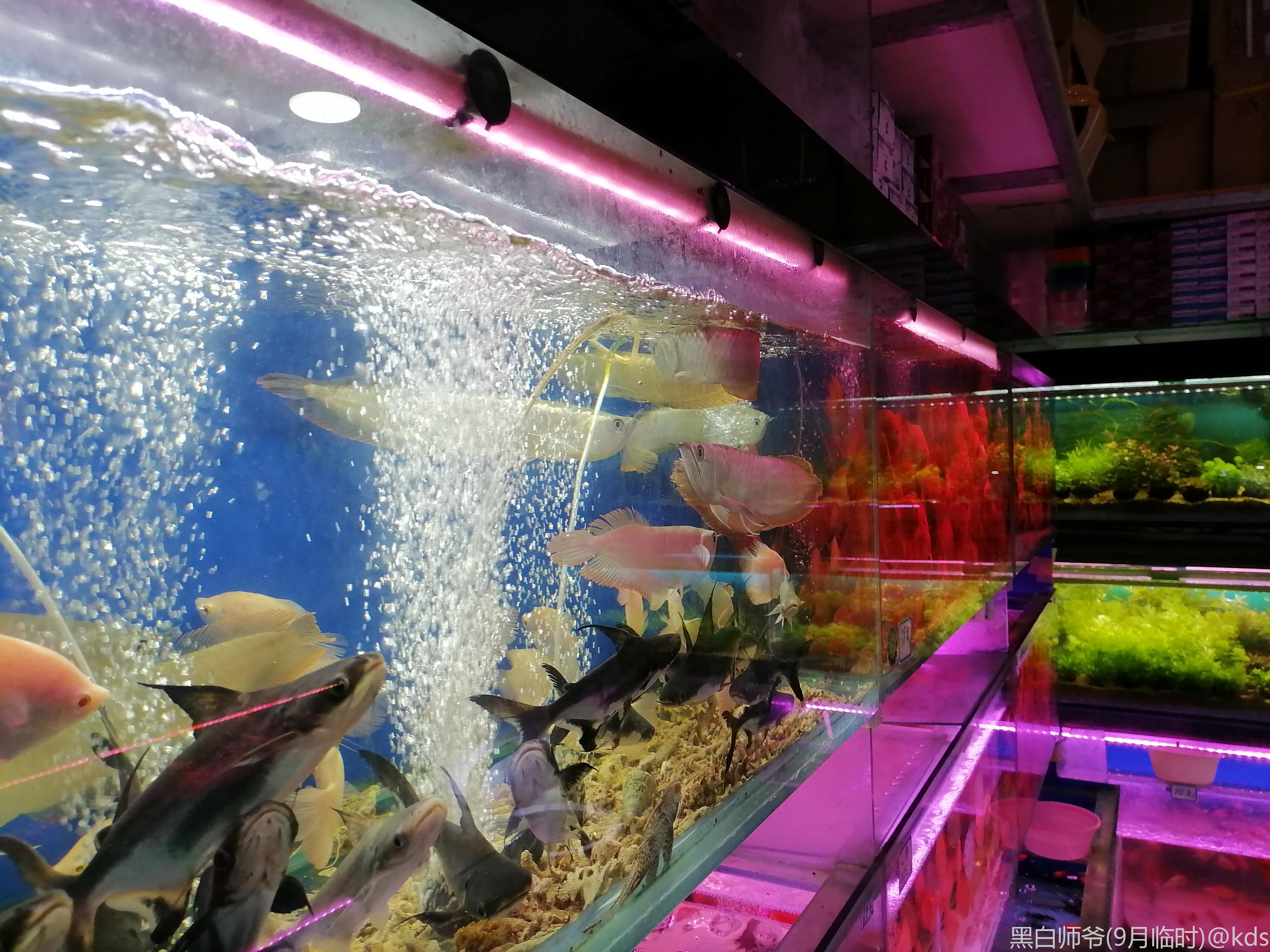 隆昌路杨浦花鸟市场,嗲,接地气