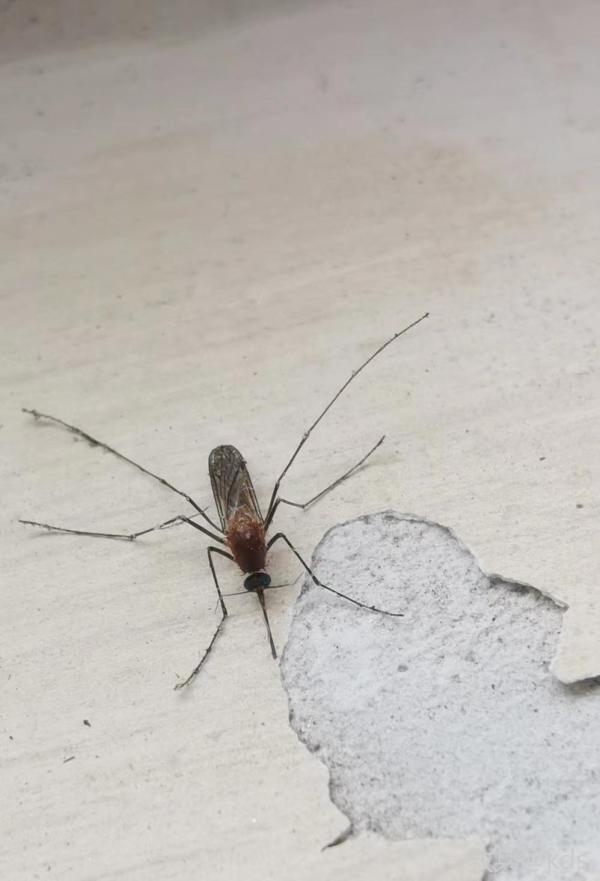 该死的蚊子