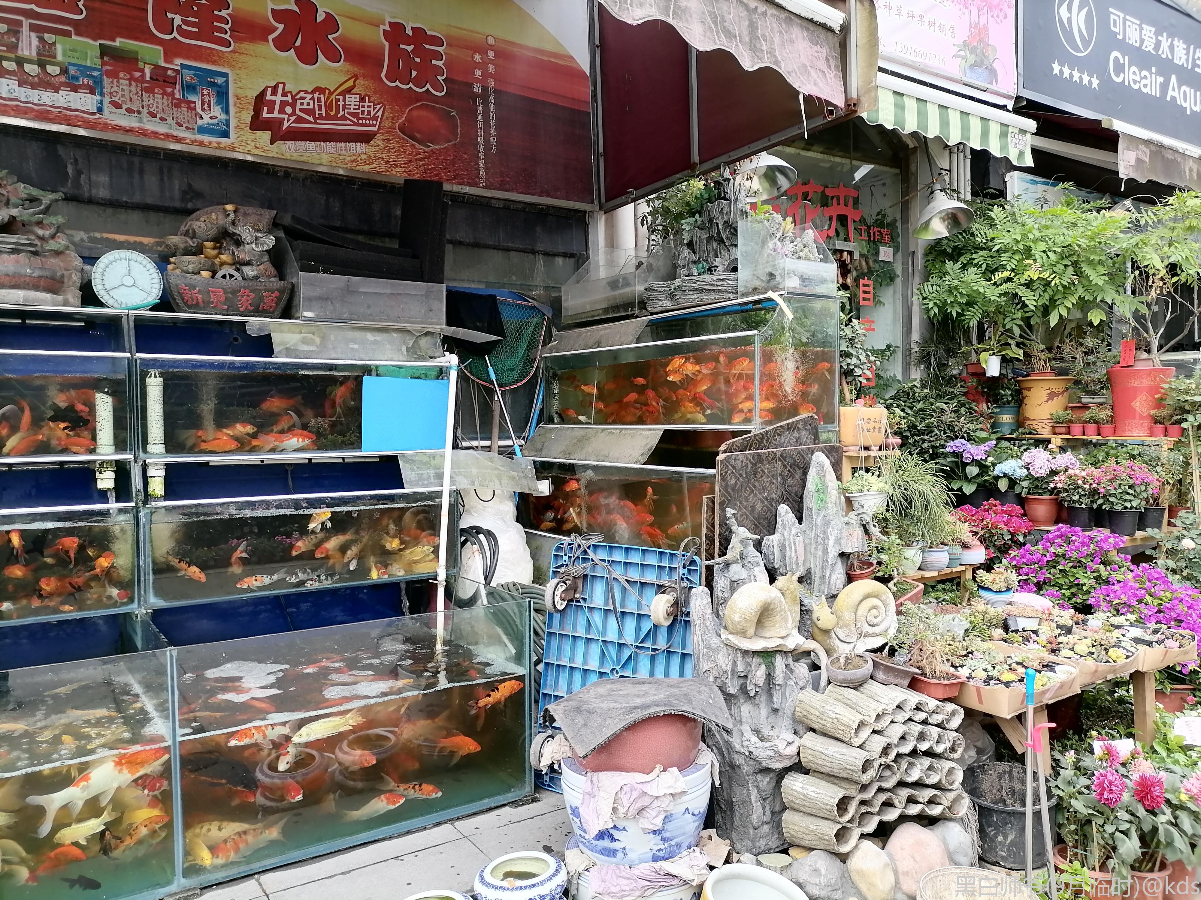 闵行平吉路花鸟市场,真心不行