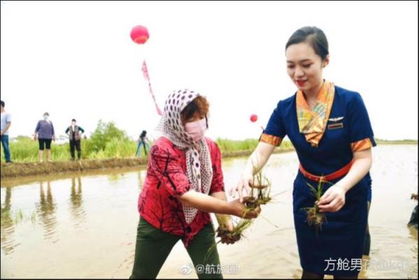 空姐空少空降插秧节,下到田里体验插秧
