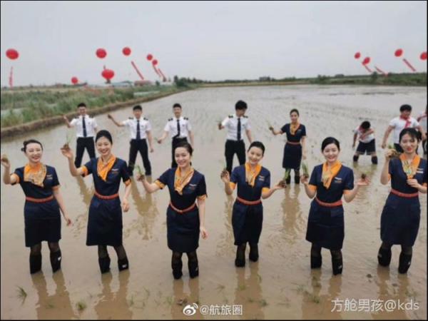 空姐空少空降插秧节,下到田里体验插秧