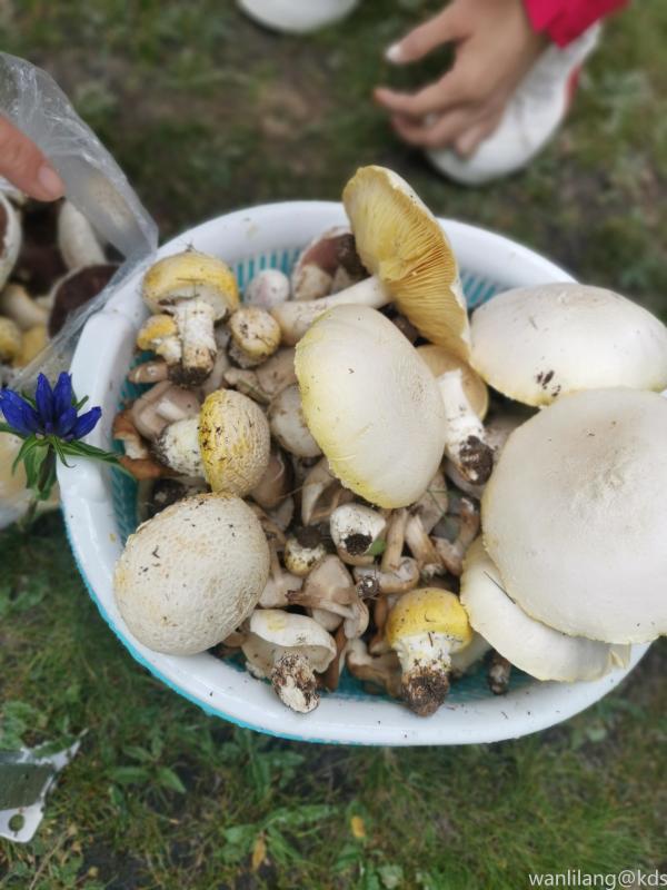 祁连山草原黄蘑菇