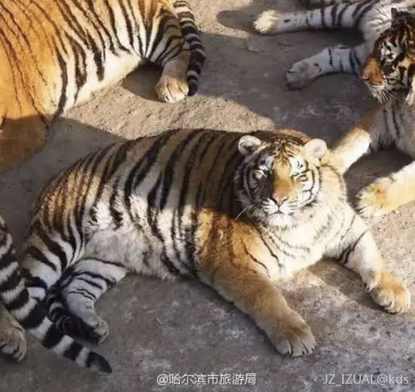多年之后的完达山一号老虎