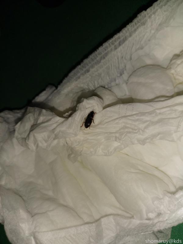 床上爬了只虫这是小的蟑螂还是磕头虫