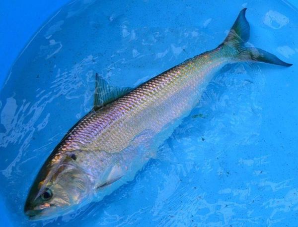 能把这鱼养在缸里什么水平?-宽带山kds-宽带山社区-城市消费门户