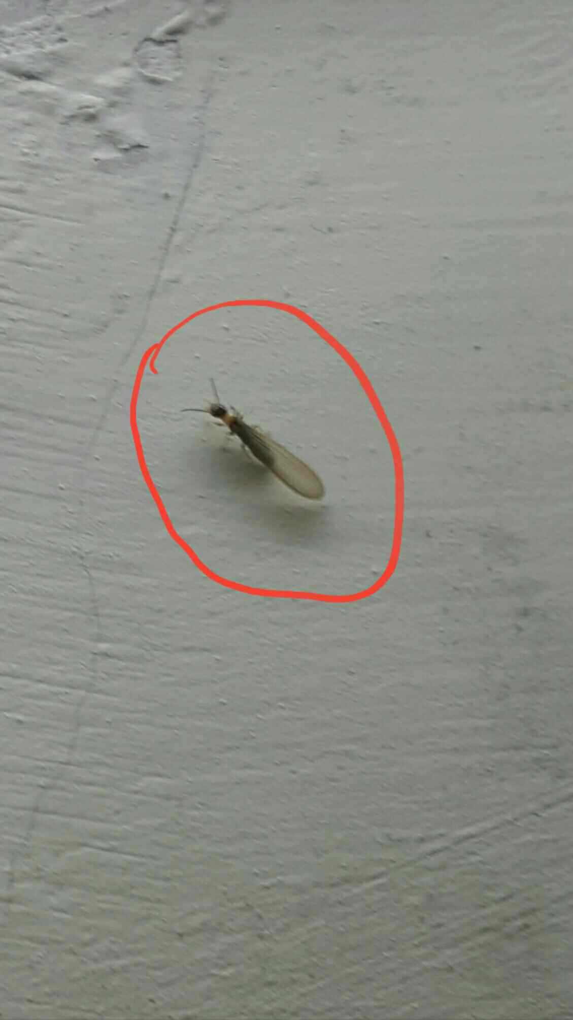求助啊!家里冒出很多小虫,看看是白蚁吗