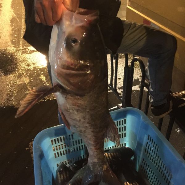 开贴来说说淡水鱼市场的一些辣花头