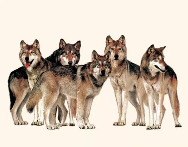 一群狼遇上狮子王,谁会赢?