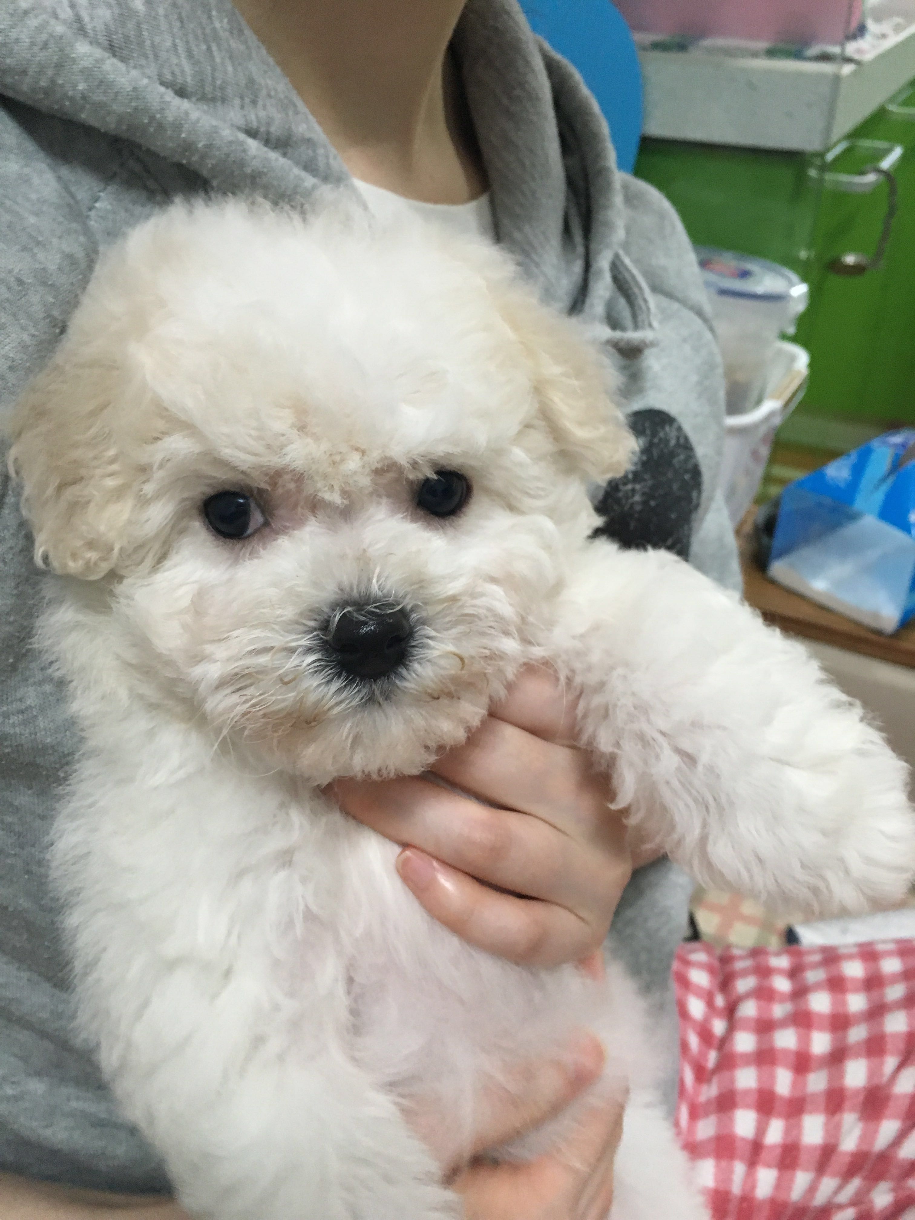 主题:[iphone]品相好的可爱比熊,求好心人