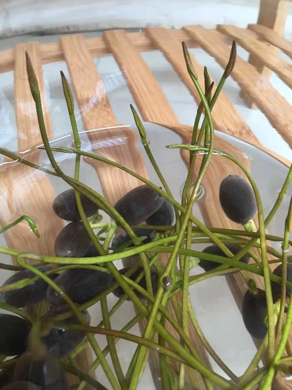 主题:[iphone]我的睡莲日记(多图)各位tfs不喜勿喷咯