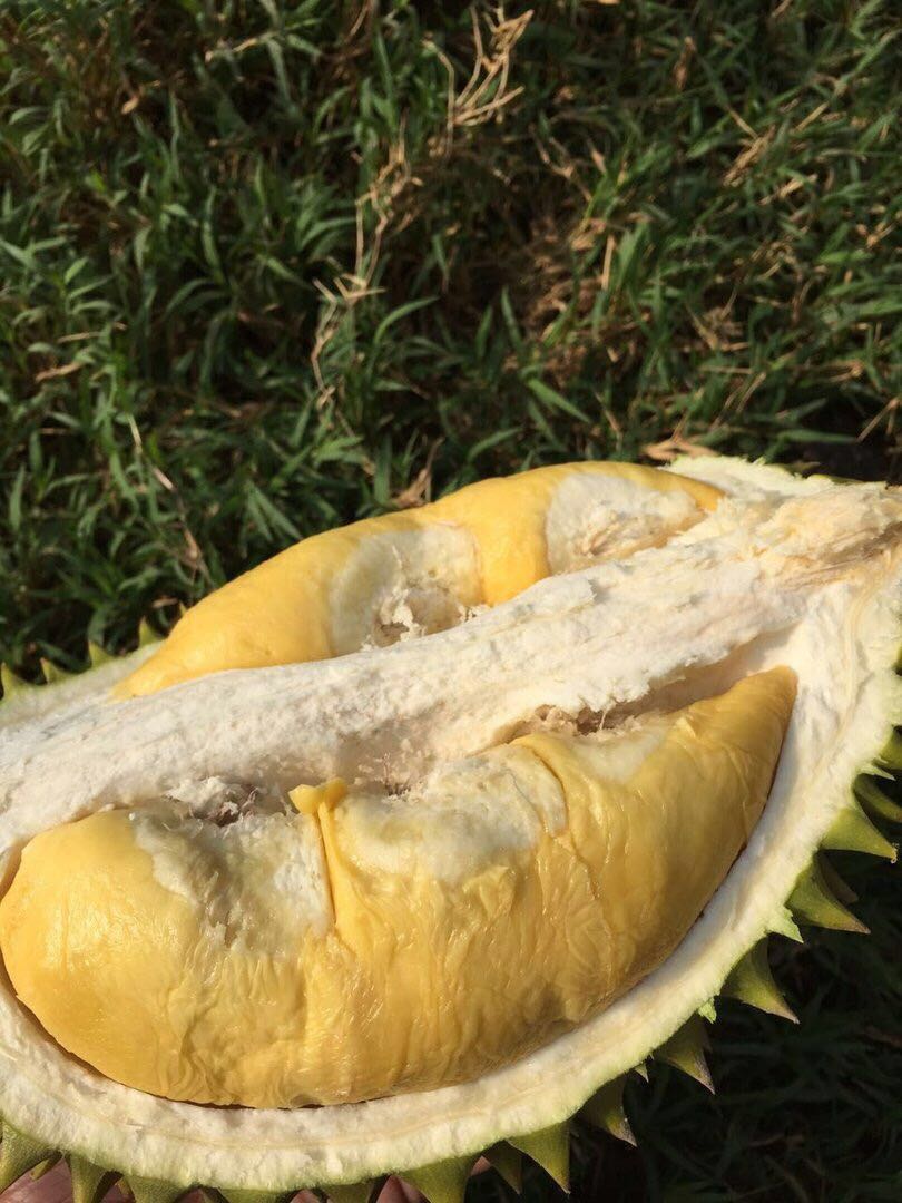 越南ri6长柄榴莲