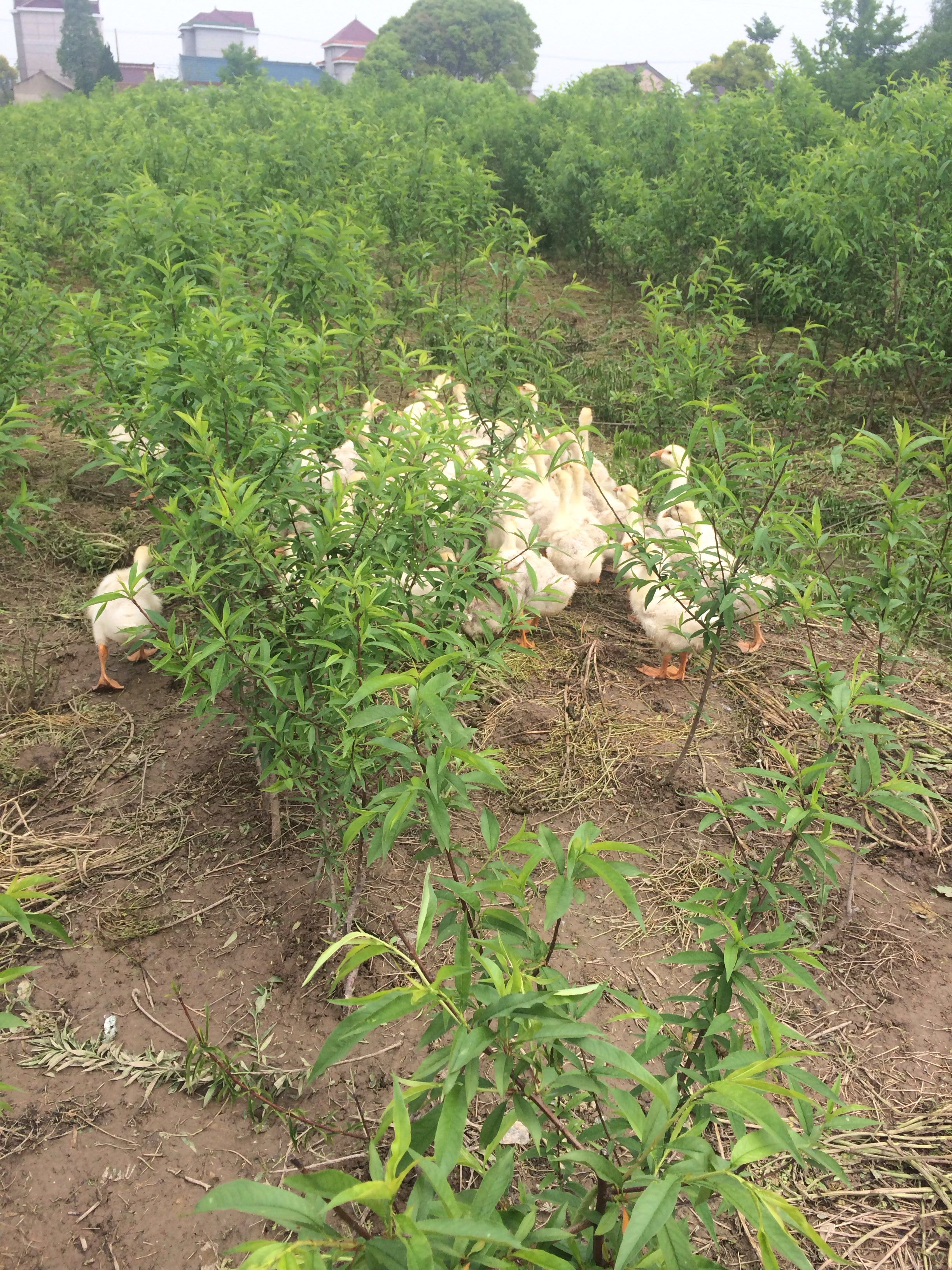 主题:[iphone]绿色生态桃源散养鹅,无激素添加料,自然成长