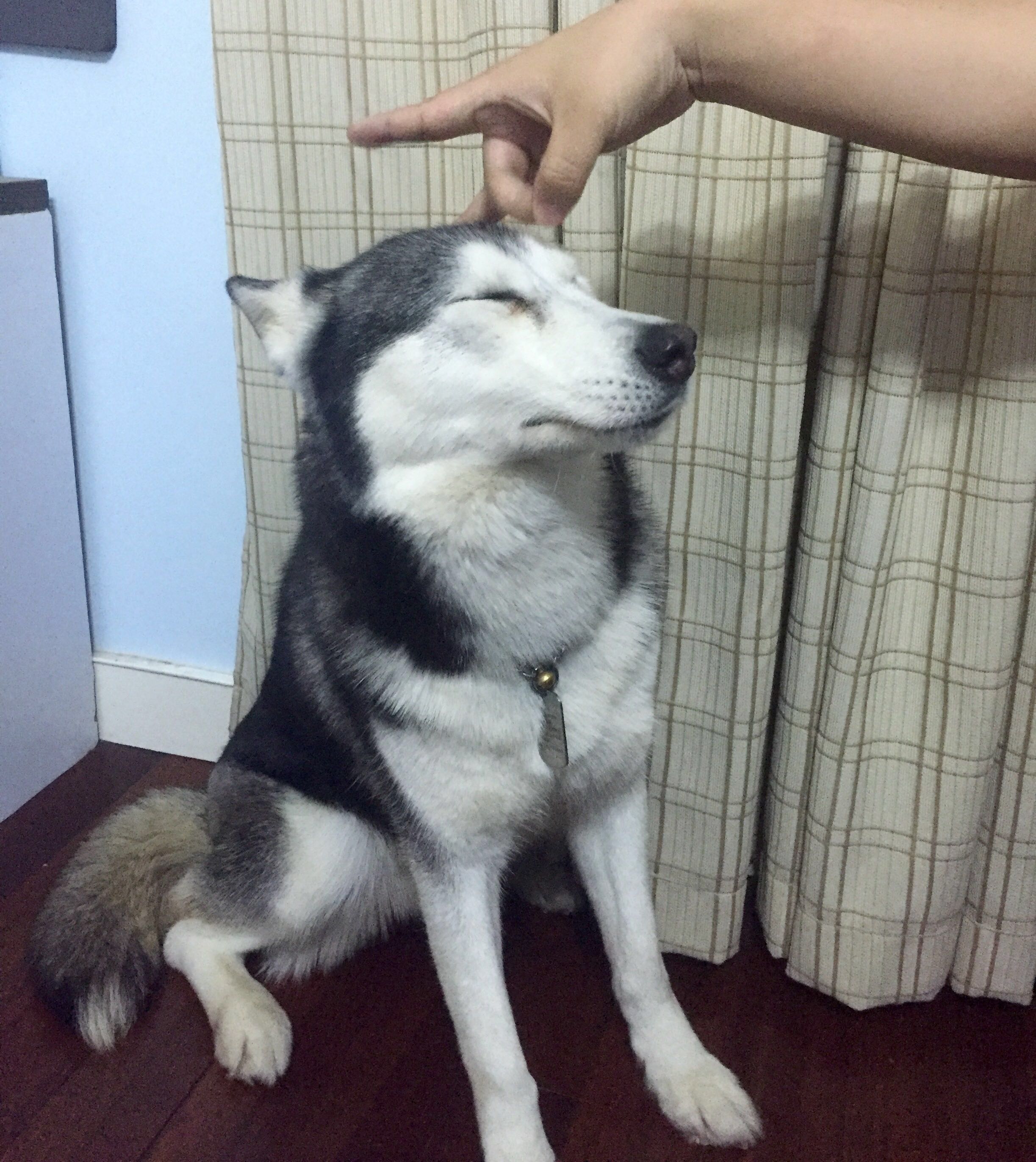 逗比二哈的日常