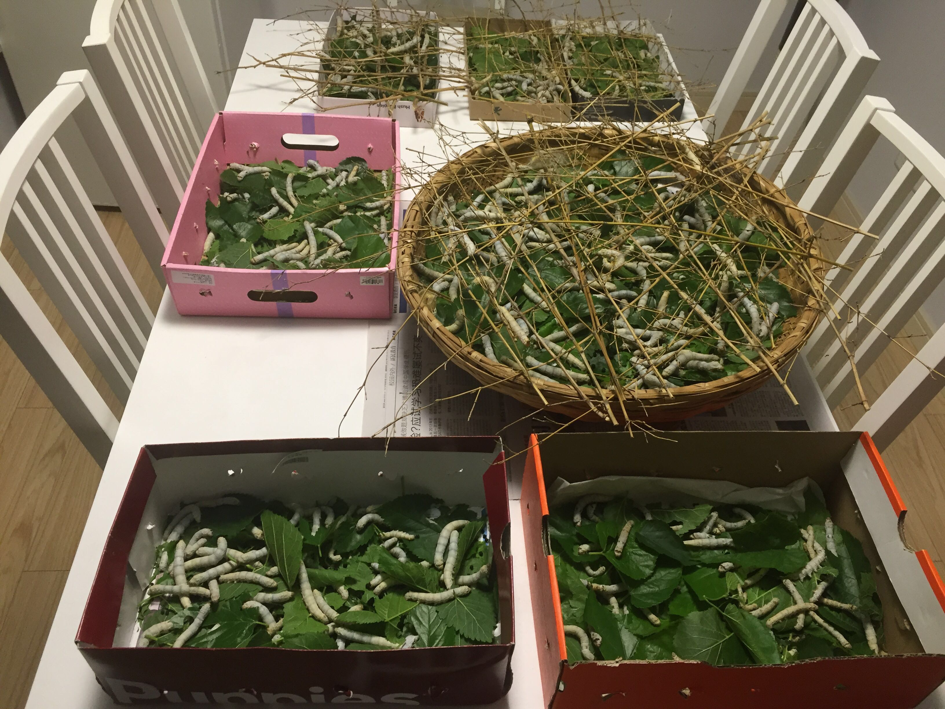 主题:[iphone]家里的蚕宝宝疯长!又白又胖!