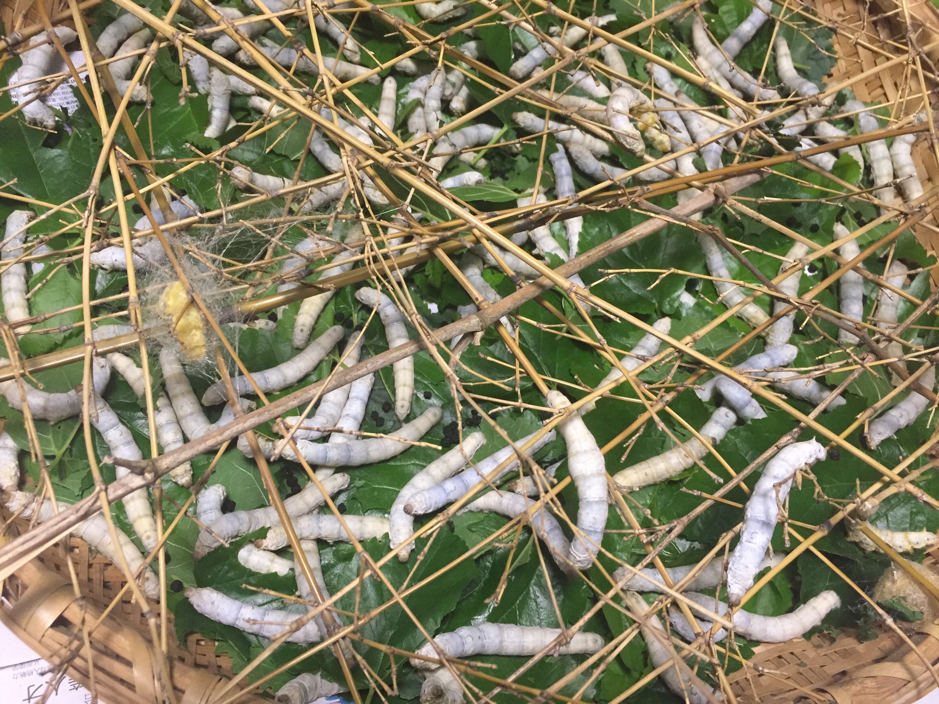 家里的蚕宝宝疯长!又白又胖!