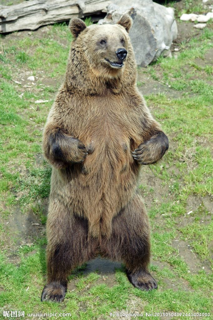 引用自18楼:[/color] 看到过一片报道,两个逃票的老毛子和一只棕熊打