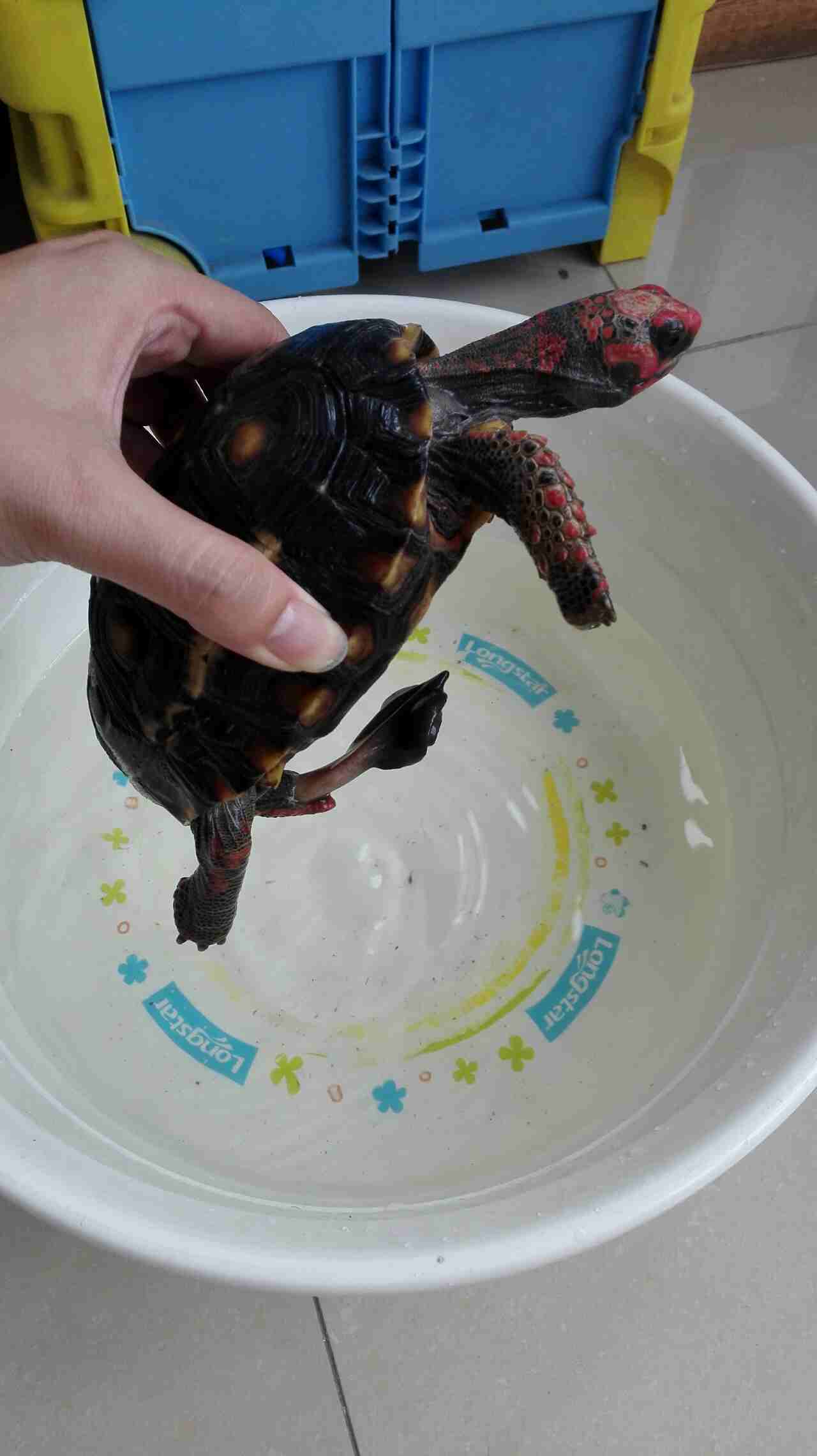 乌龟几把这么大啊