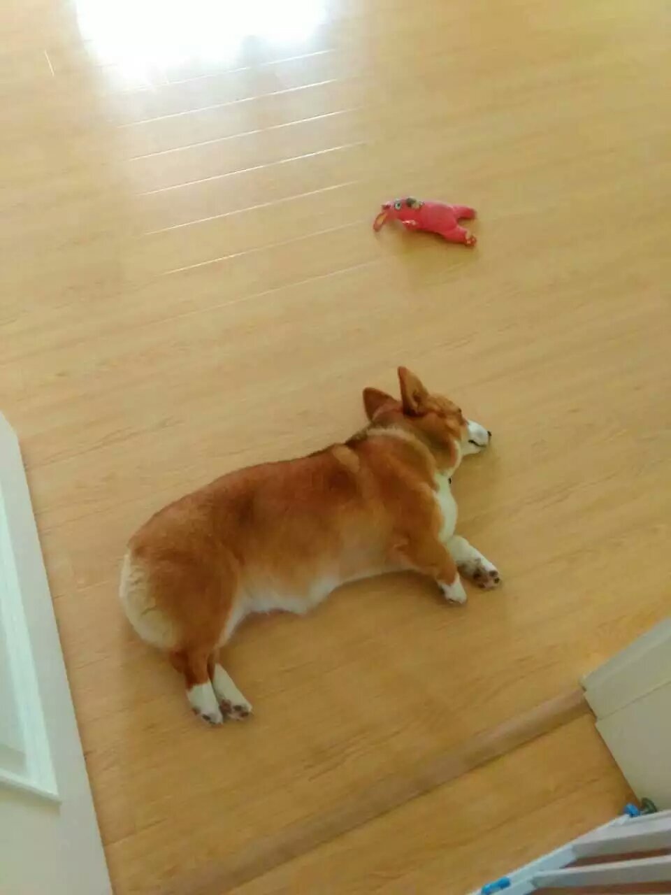 7楼                                     为什么要花那么多钱买狗