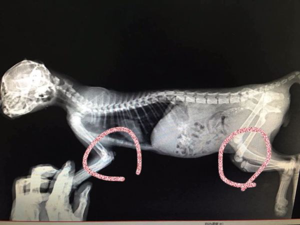 捡来的猫后肢不能动,有懂x片的来看看吗