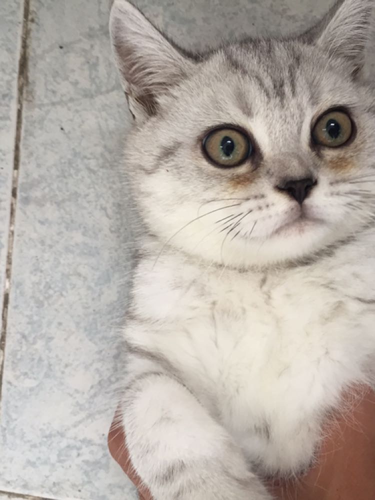 家里的美短阿猫带了只外面的流氓猫进来!怎么办?