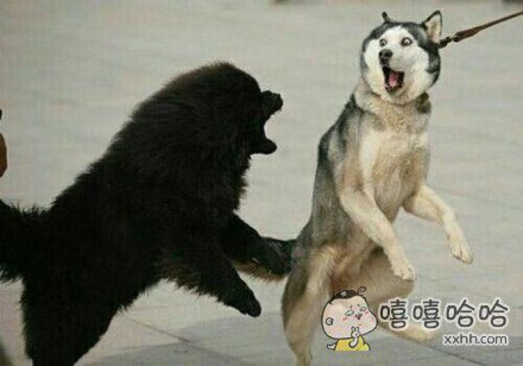 俄罗斯人是老乱,人家养狗,他们养狗熊