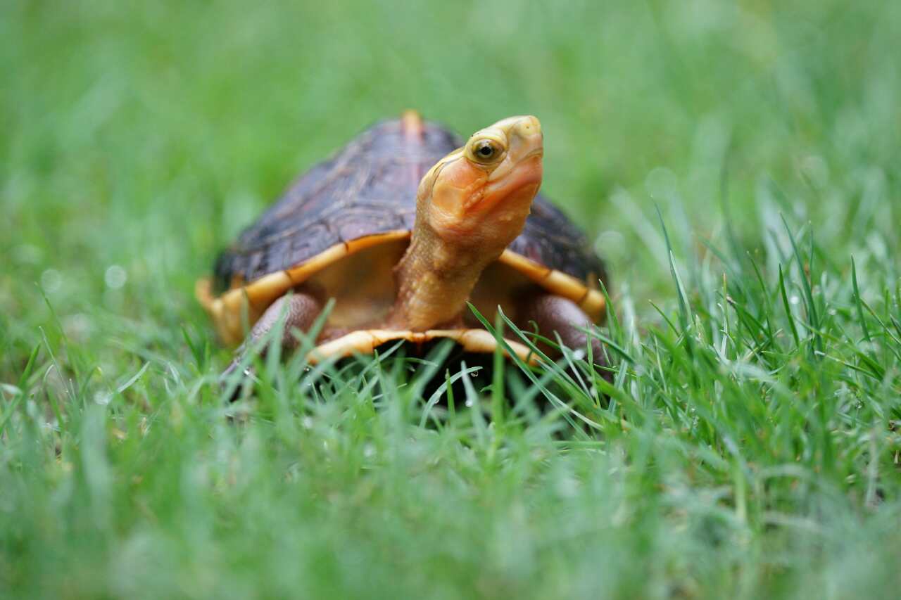 在公园里溜乌龟.