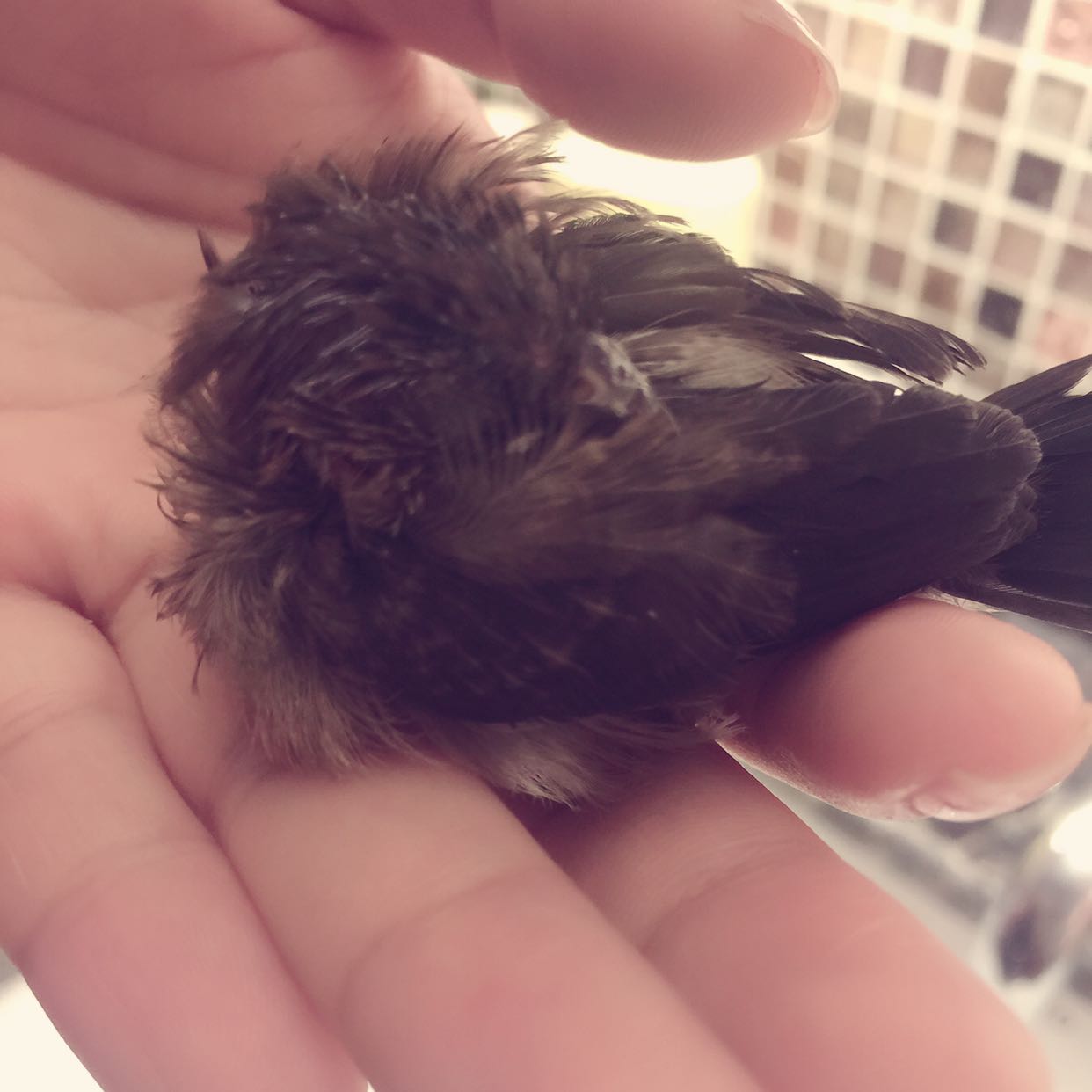 路上捡了一只小麻雀