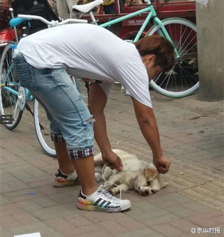 流浪狗被活活打死图片